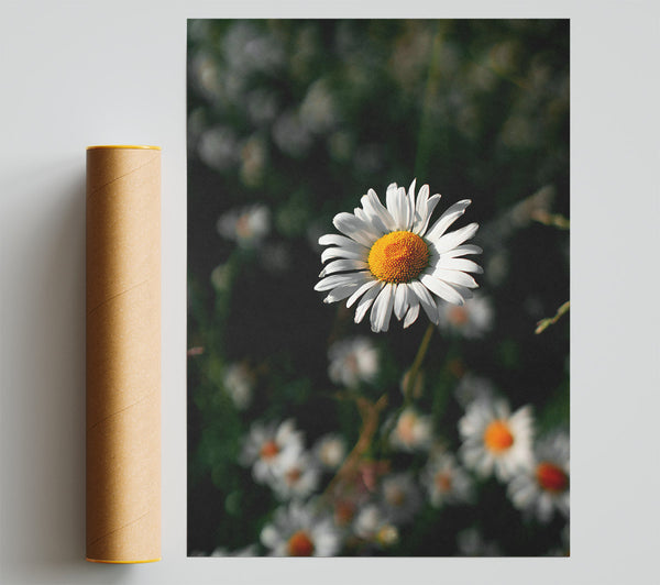 White Daisy In Green Poster