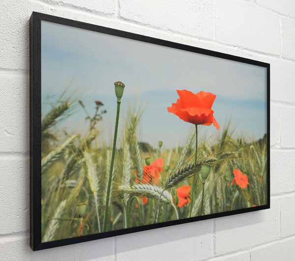 Red Poppy Field