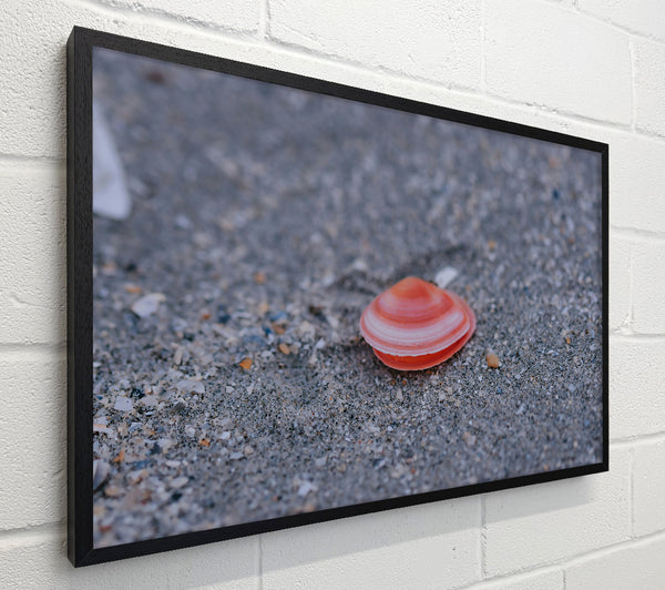 Pink Shell On Sand