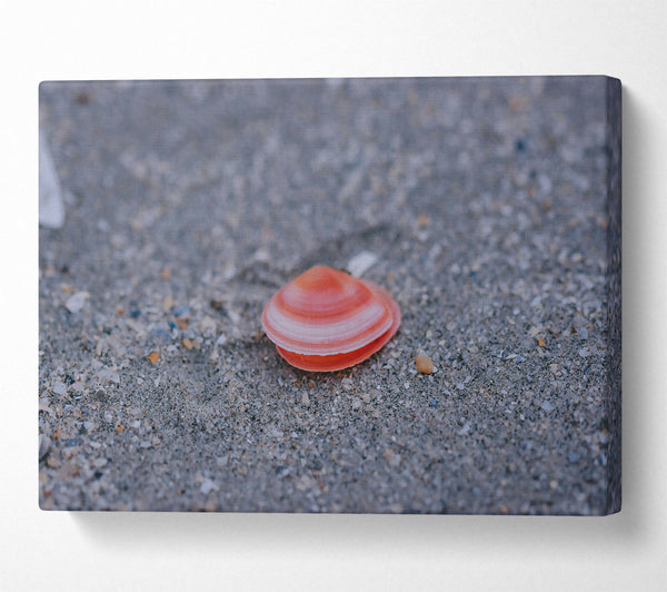 Pink Shell On Sand