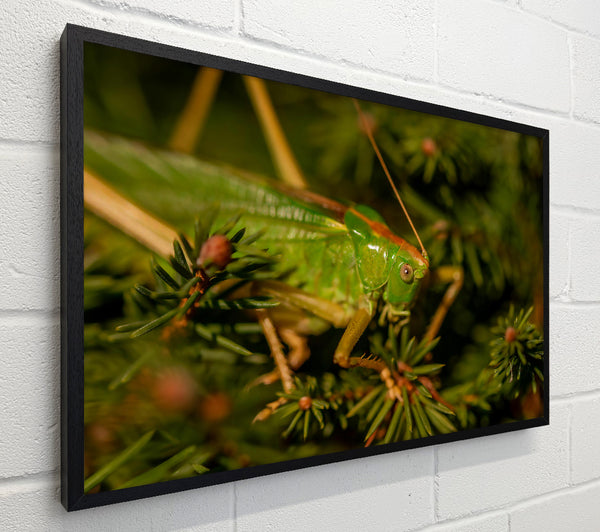 Green Cricket'S Gaze