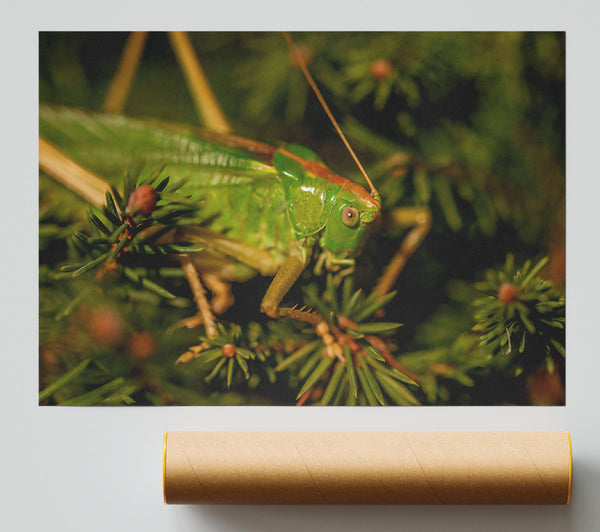 Green Cricket'S Gaze Giclee Print