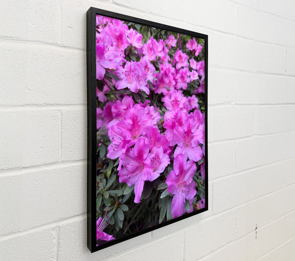 Pink Azalea Bloom