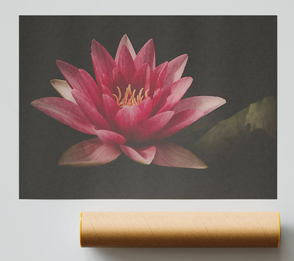 Pink Water Lily Bloom Giclee Print
