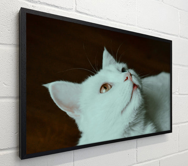 White Cat Gazing Upwards