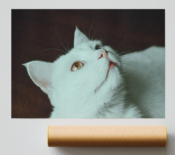White Cat Gazing Upwards Giclee Print