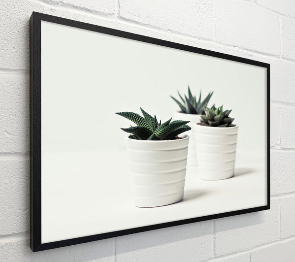 White Pots And Green Life