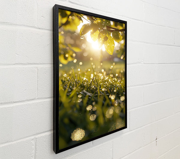 Golden Dewdrops In Grass