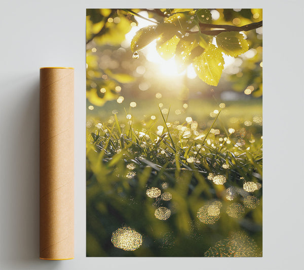 Golden Dewdrops In Grass Poster