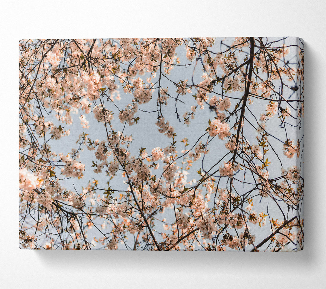 A Canvas Print of Pale Pink Blossoms Canvas Wall Art