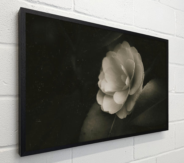 Ivory Bloom In Shadow