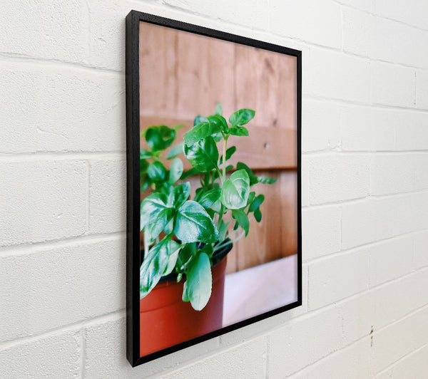 Green Basil Sprout