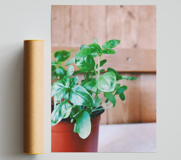 Green Basil Sprout Print