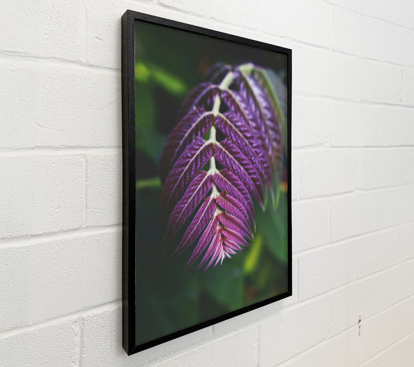 Purple Veined Leaf