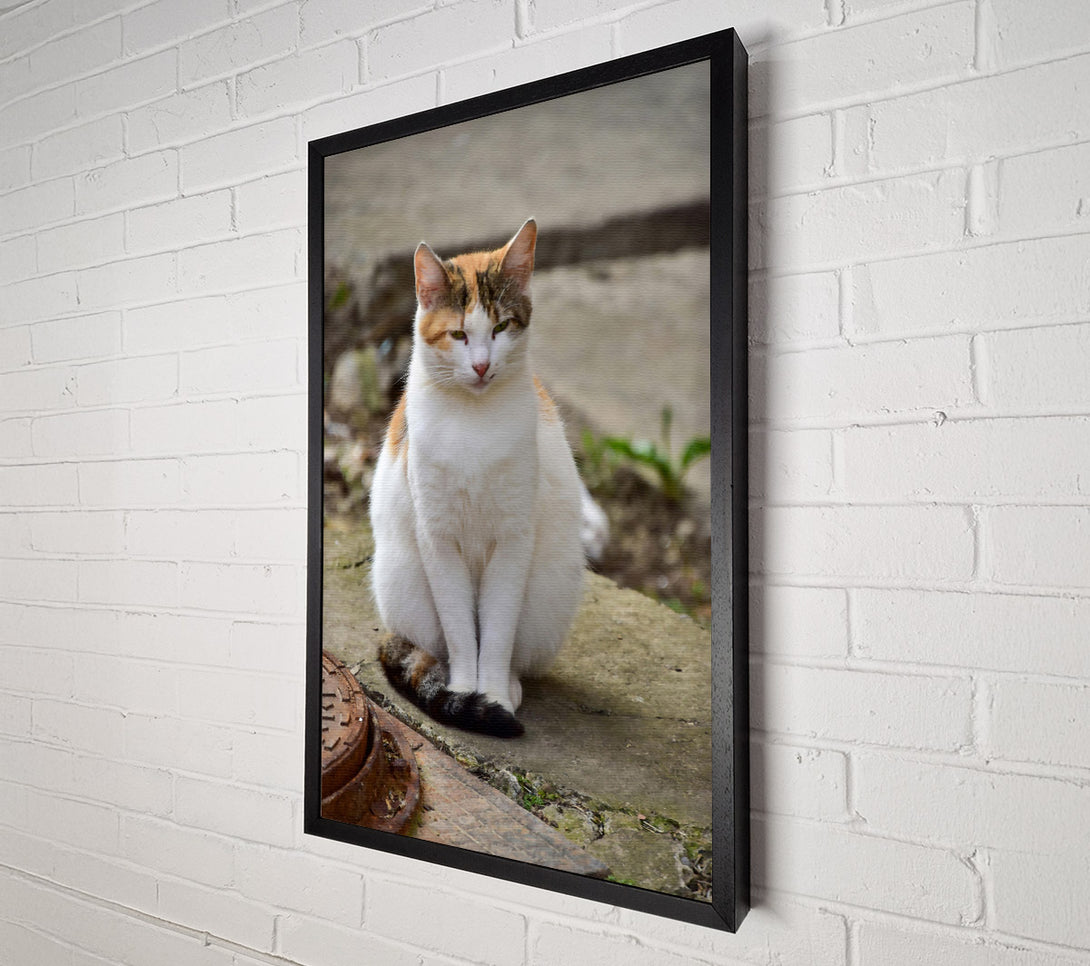  A Canvas Print of White Feline Portrait Canvas Print