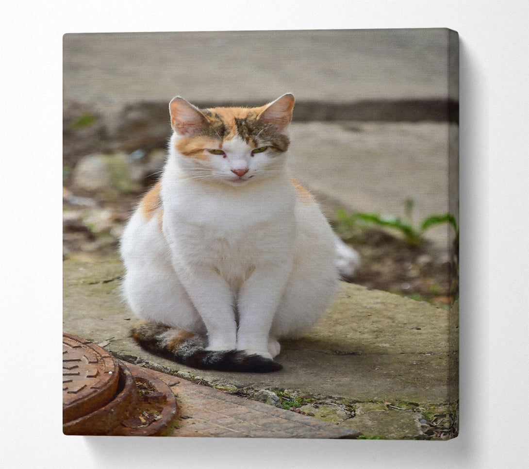  A Canvas Print of White Feline Portrait Canvas Print
