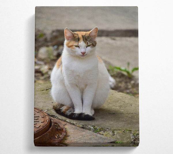  A Canvas Print of White Feline Portrait Canvas Print