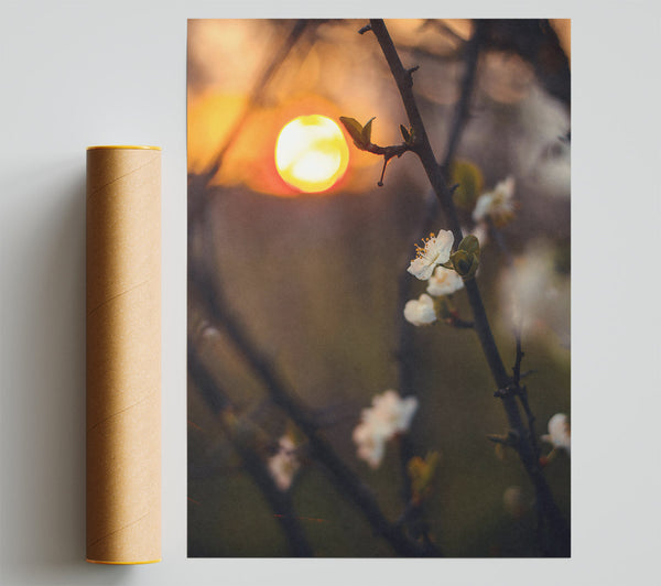 Orange Sunset Blossoms. Print