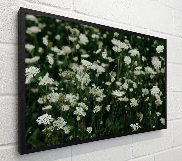 White Queen'S Lace Field