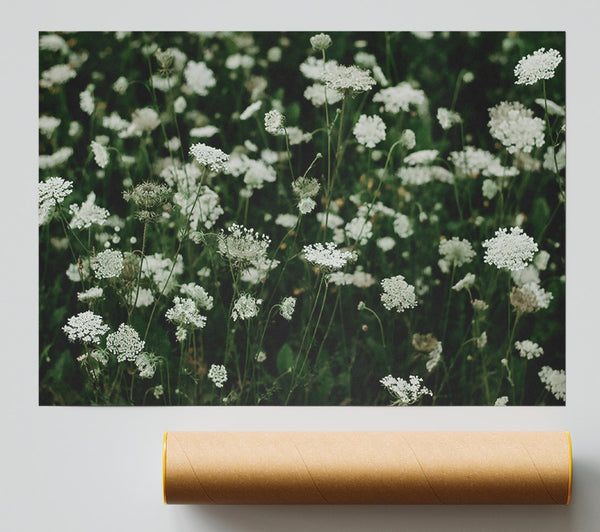 White Queen'S Lace Field Poster
