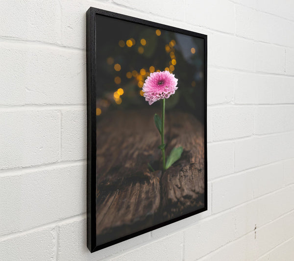 Pink Bloom Rises