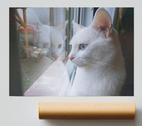 White Cat Reflections Poster