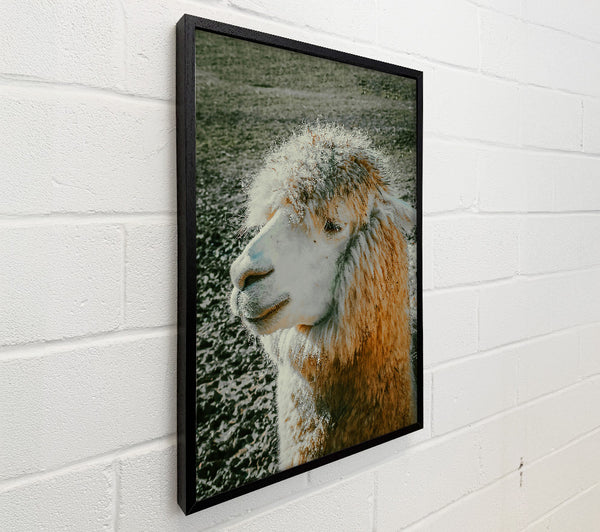 Golden Fleece Dreams