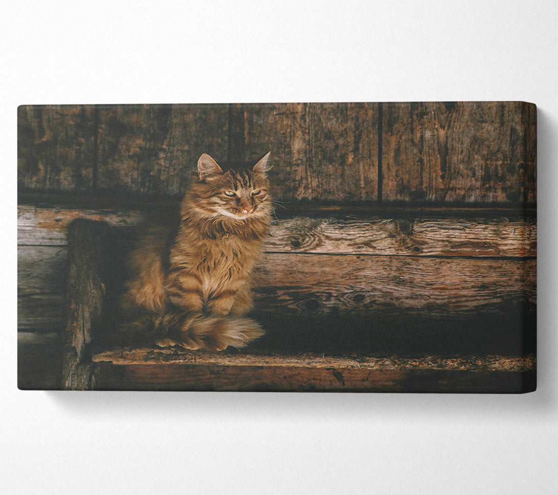  A Canvas Print of Golden Kitty On Wood Canvas Print