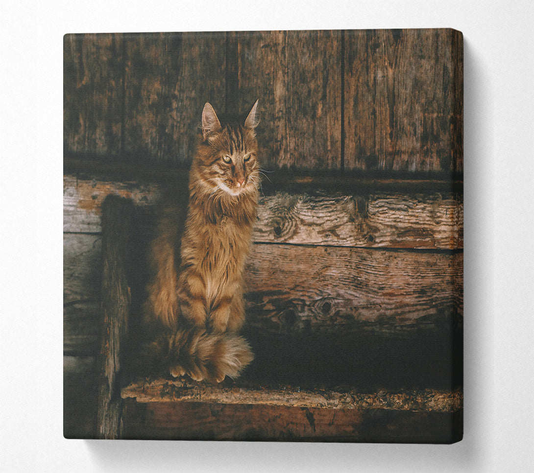  A Canvas Print of Golden Kitty On Wood Canvas Print