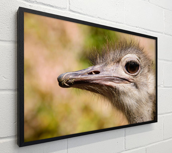 Brown Ostrich Eye Glance