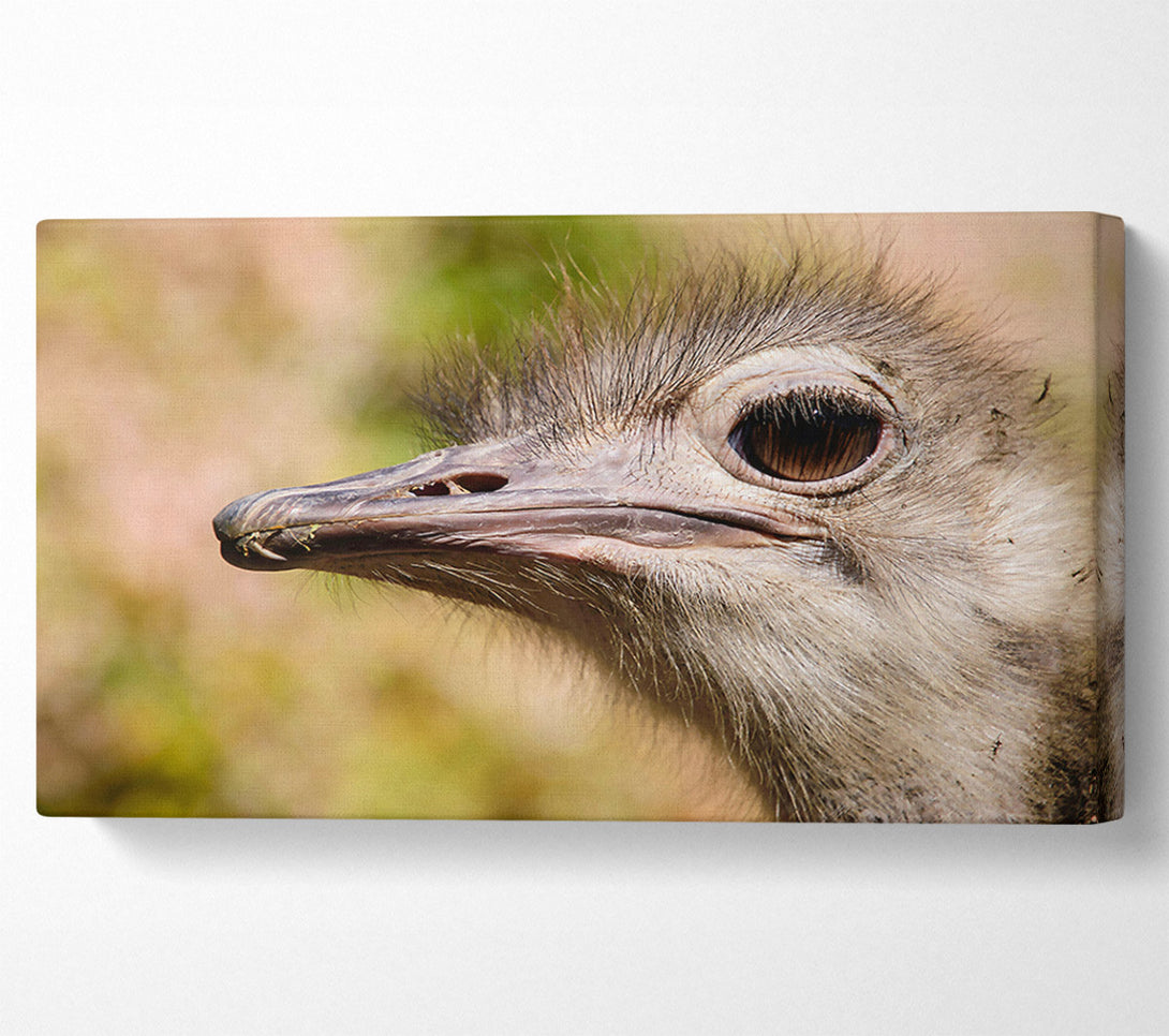  A Canvas Print of Brown Ostrich Eye Glance Canvas Art