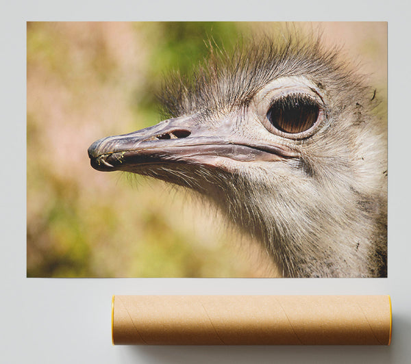 Brown Ostrich Eye Glance Poster