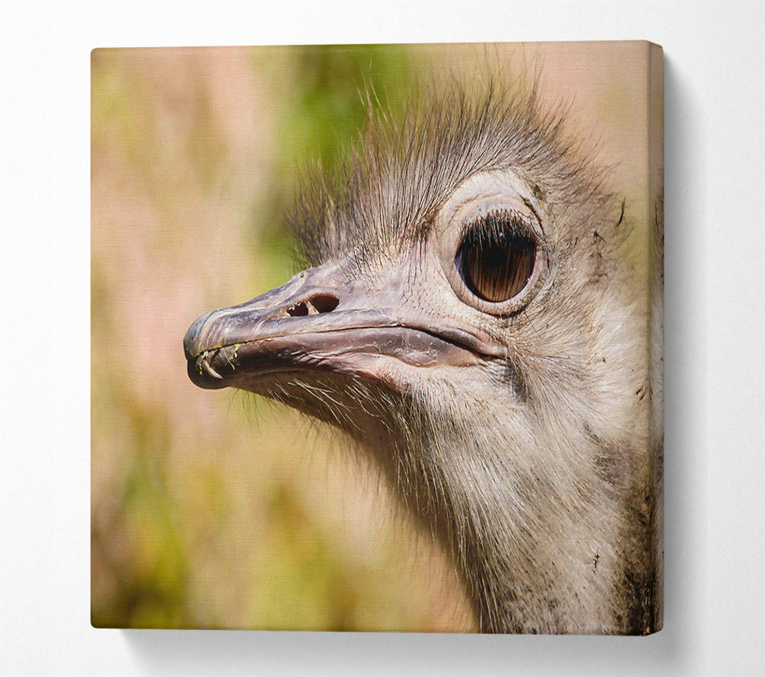  A Canvas Print of Brown Ostrich Eye Glance Canvas Art