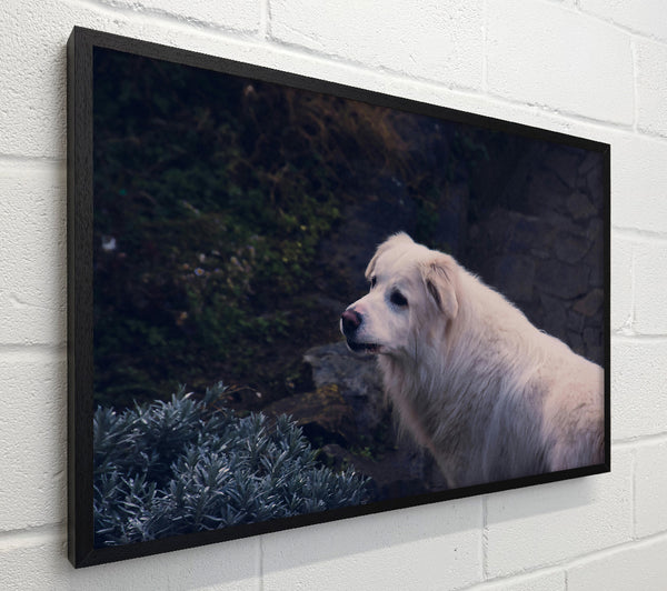 White Dog On Stone Path