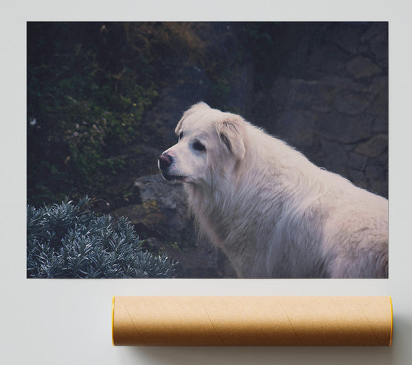 White Dog On Stone Path Poster