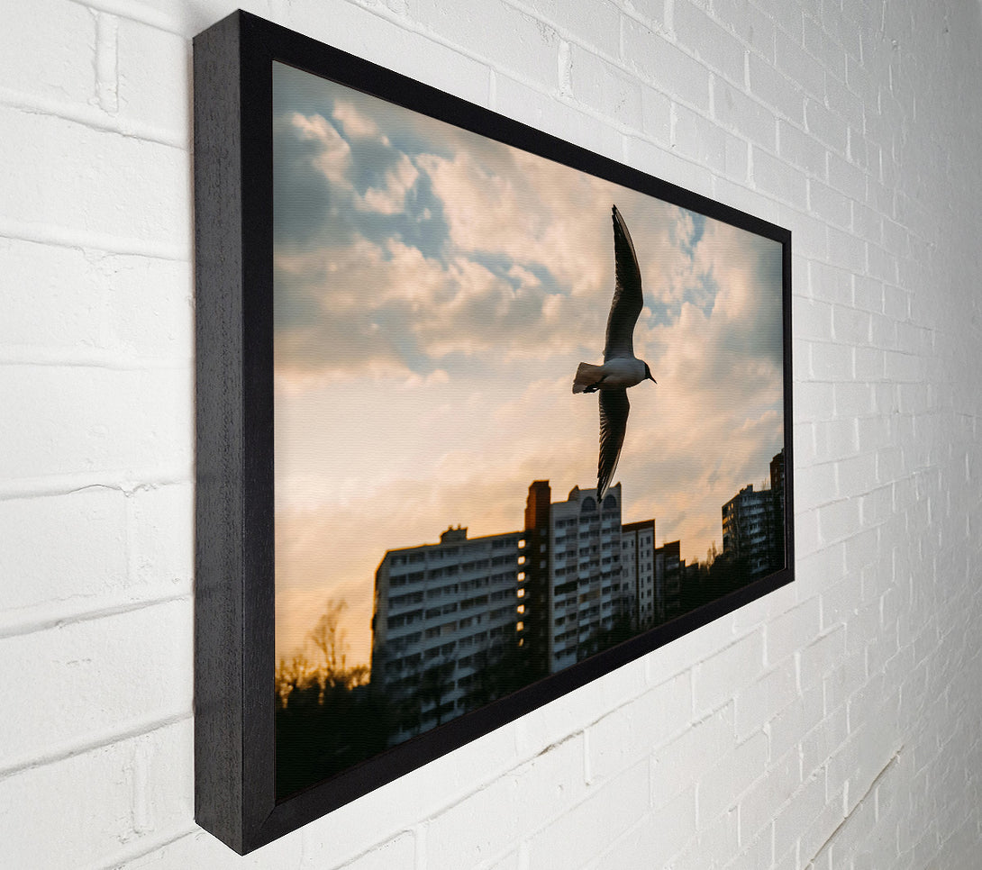  A Canvas Print of Golden Hour Flight Canvas Print