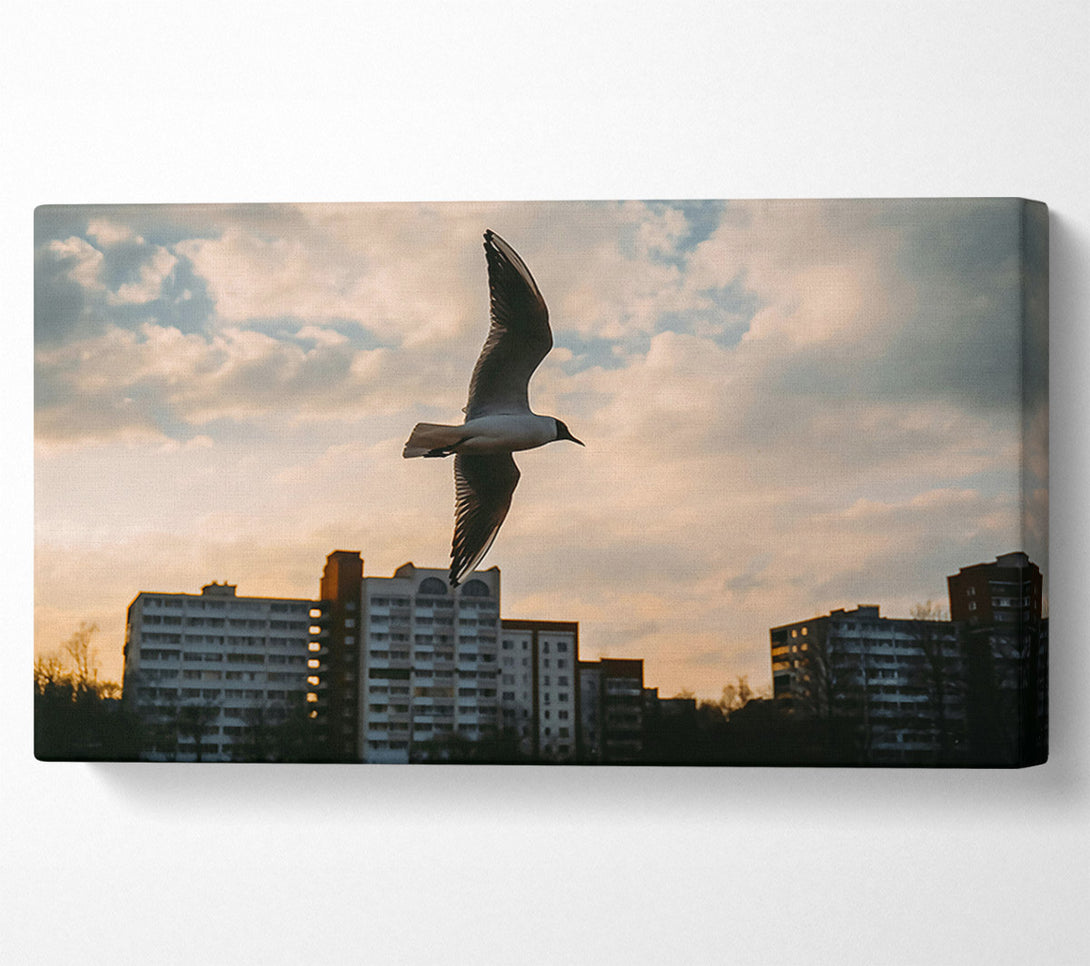  A Canvas Print of Golden Hour Flight Canvas Print