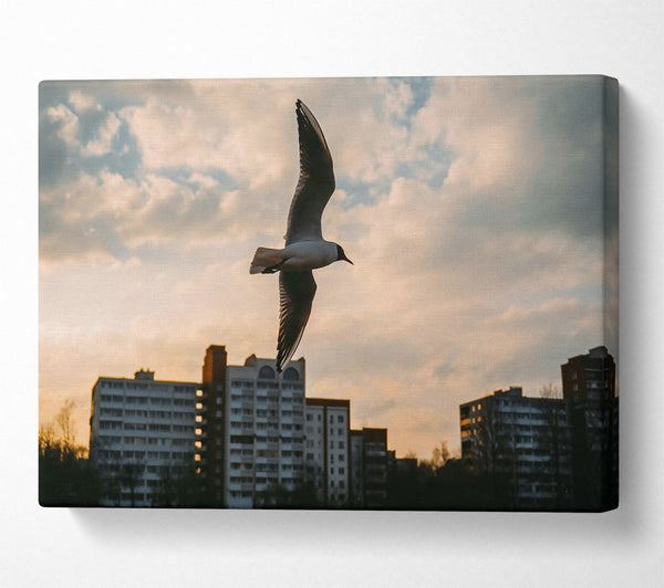  A Canvas Print of Golden Hour Flight Canvas Print