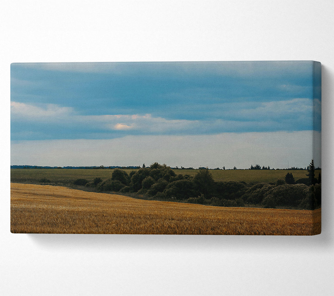  A Canvas Print of Golden Field Under Blue Skies Canvas Wall Art