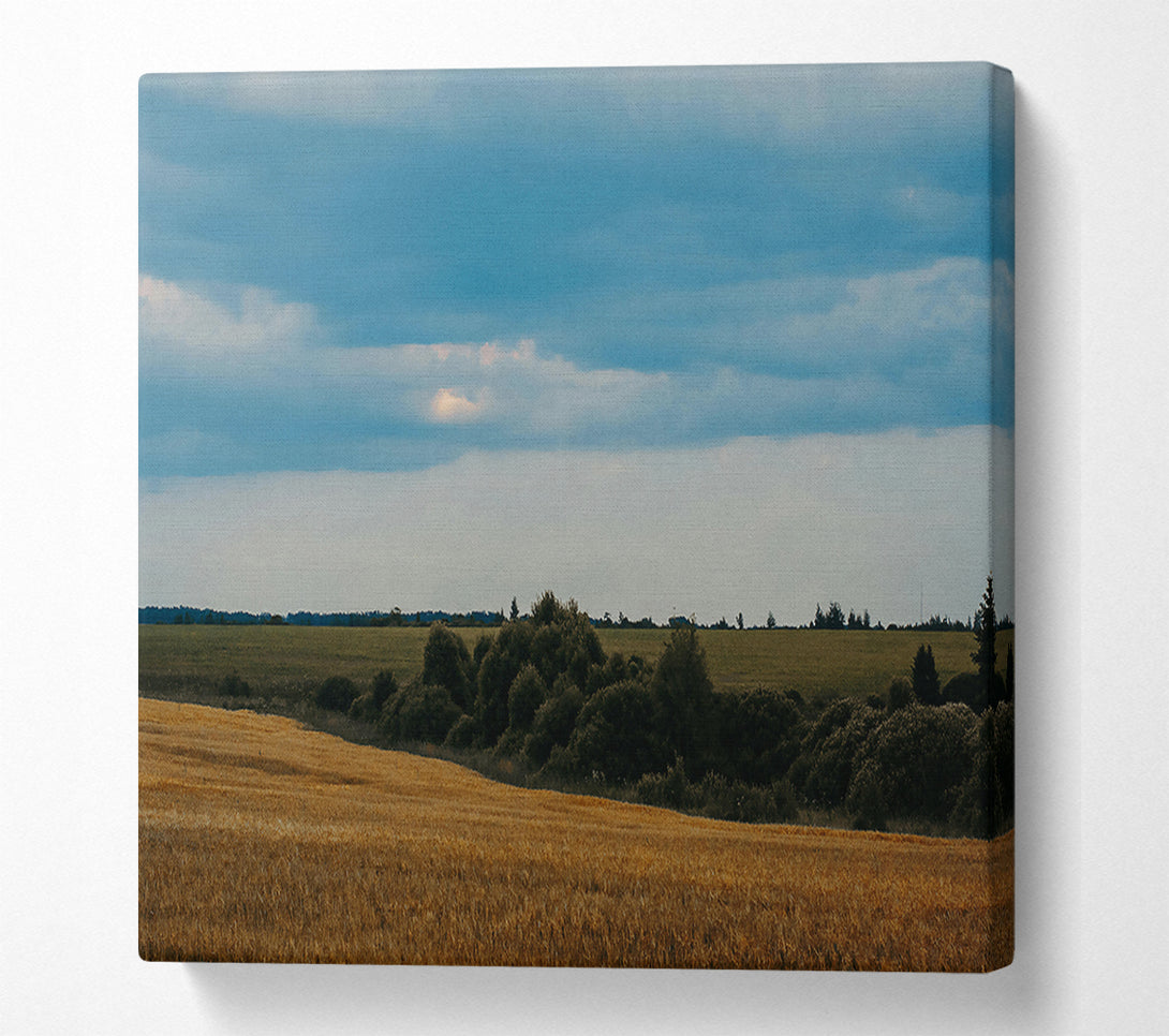  A Canvas Print of Golden Field Under Blue Skies Canvas Wall Art