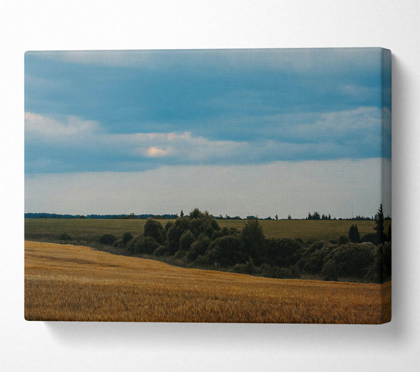  A Canvas Print of Golden Field Under Blue Skies Canvas Wall Art