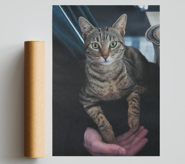 Green-Eyed Tabby Gaze Print