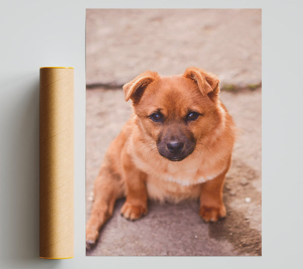 Golden Furry Gaze Giclee Print