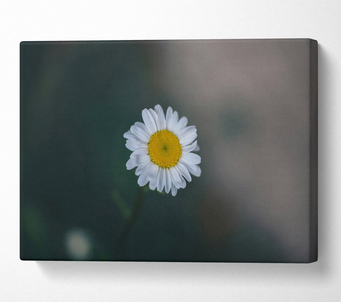  A Canvas Print of White Daisy Bloom Canvas Print