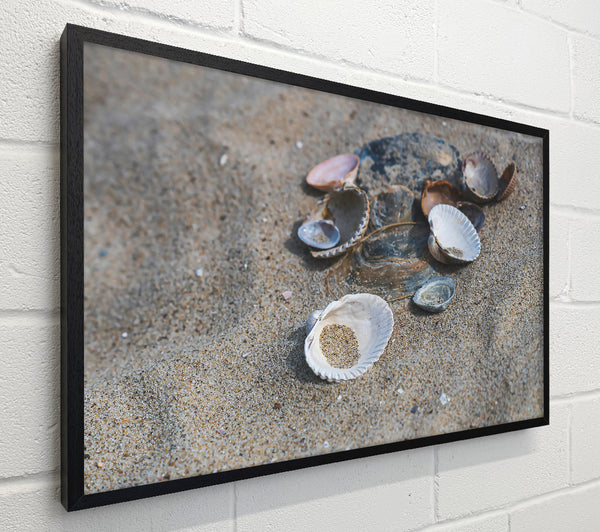 White Shells On Sand