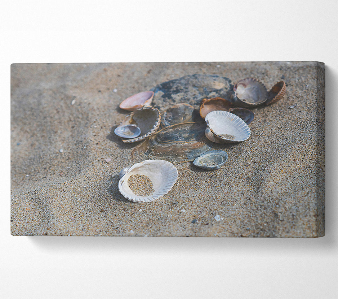  A Canvas Print of White Shells On Sand Canvas Art