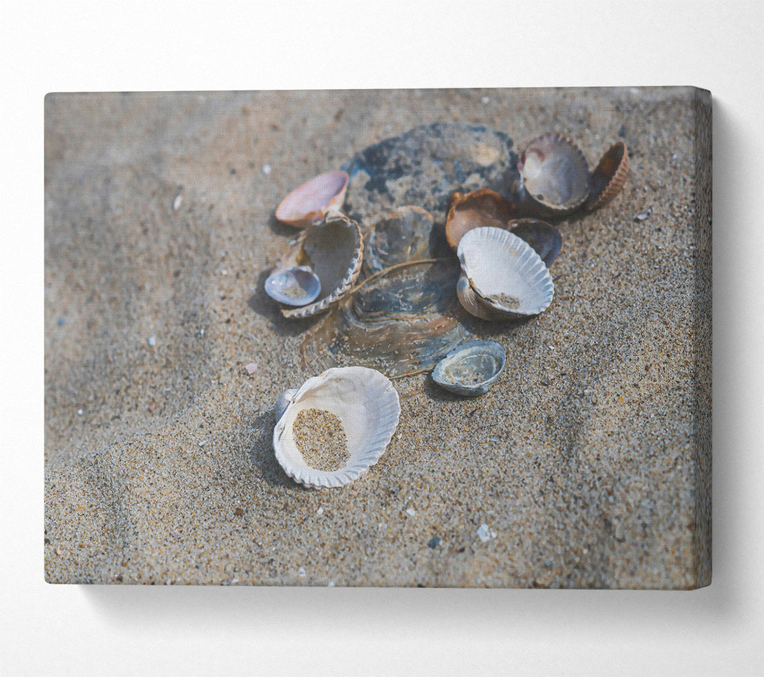  A Canvas Print of White Shells On Sand Canvas Art