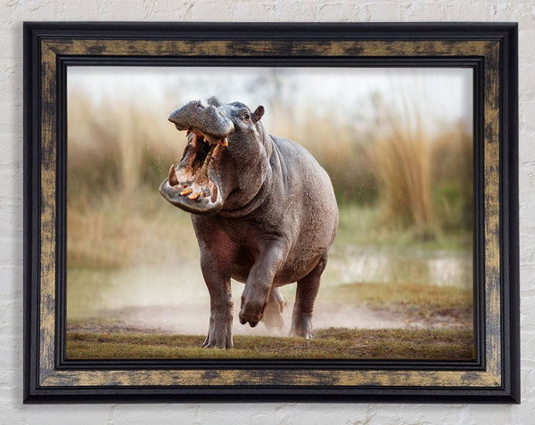 Charging Hippo Framed Print