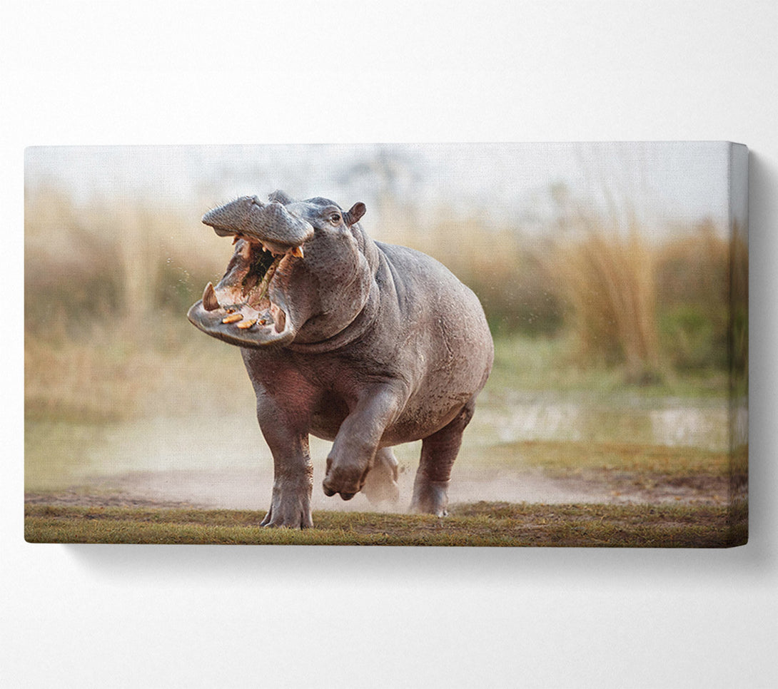  A Canvas Print of Charging Hippo Canvas Wall Art