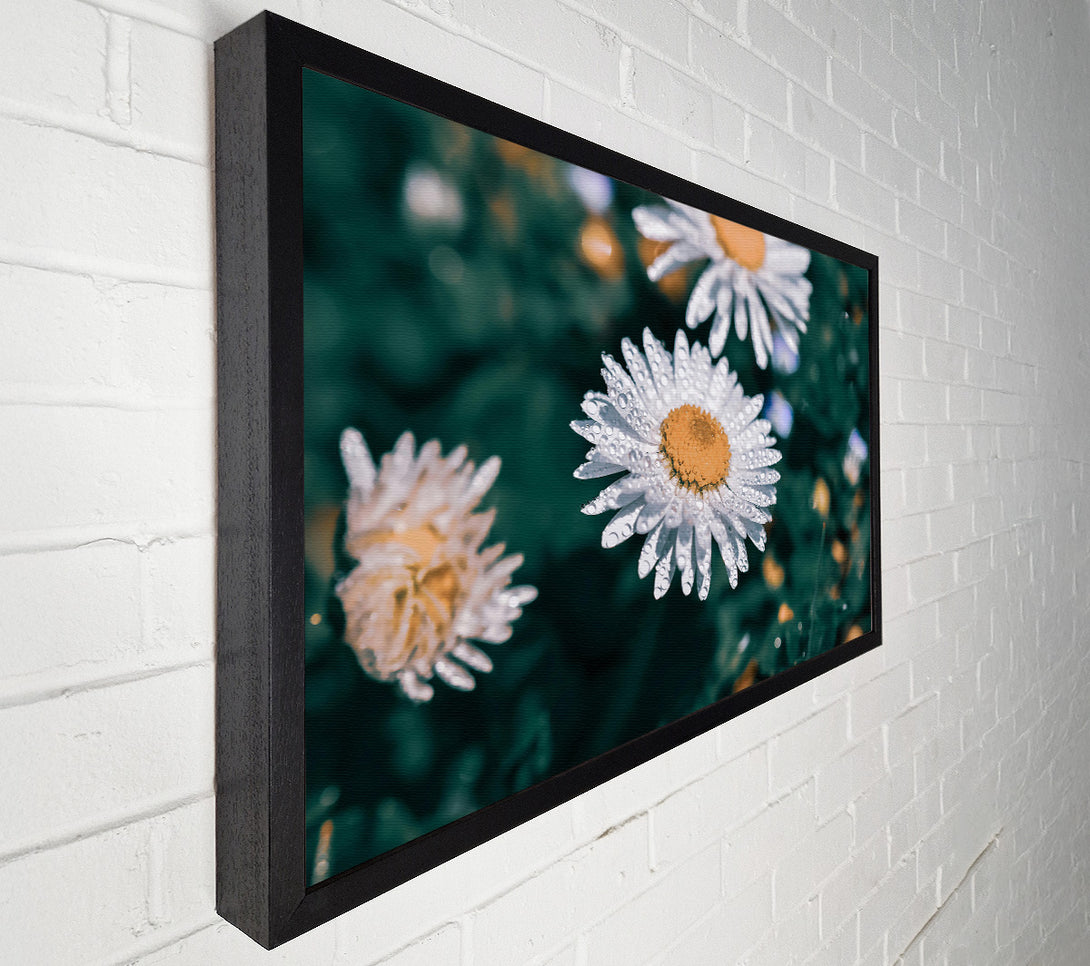  A Canvas Print of White Daisy Dewdrop Canvas Art